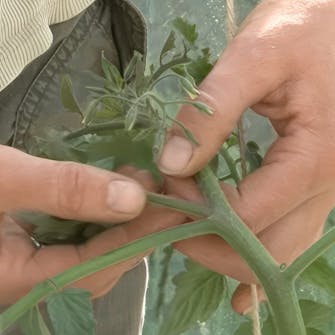 forspiring av tomater forspiring av tomater